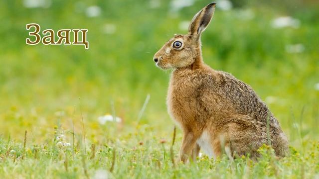 Голоса диких животных наших лесов (белка, медведь, волк, ёж, заяц, кабан, лиса, лось) смотреть онлайн