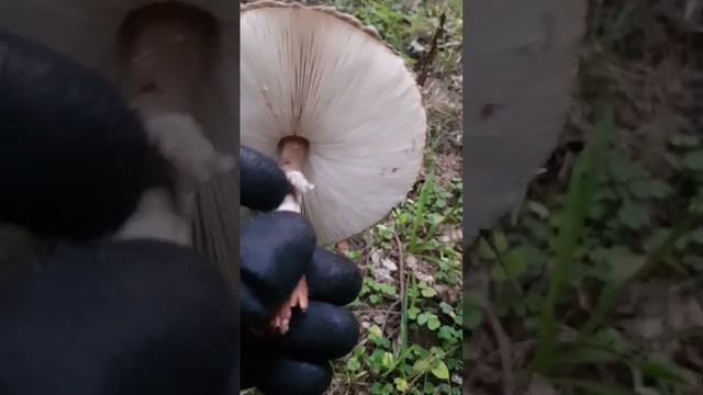 Гриб-зонтик краснеющий или лохматый смотреть онлайн