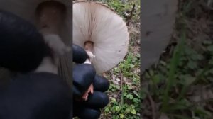 Гриб-зонтик краснеющий или лохматый