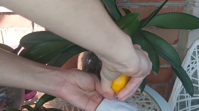 Протри ЛИСТЬЯ ТАК❗Орхидея преобразится КОРНИ НАРАСТУТ и ЛИСТЬЯ БЛЕСК и ЗДОРОВЬЕ смотреть онлайн