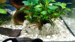 Апистограмма Агассица / Apistogramma agassizi (сложное начало)