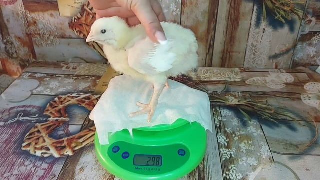 Как растут бройлеры. Вес бройлеров в 9 дней Росс 308 (Россия). Broiler weight in 9 days смотреть онлайн