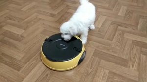 Реальный отзыв автокормушка Feed Ex PF6Y, автоматическая кормушка для собак обзор, не AliExpress