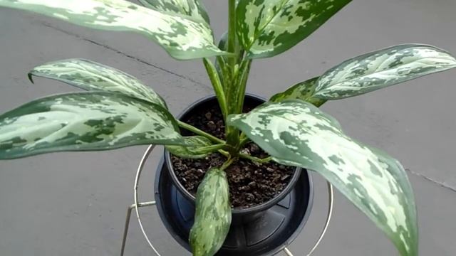 Silver King - Aglaonema