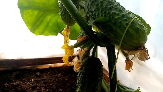 Начали Плодоносить Огурчики "ЗЯТЁК". Характеристика. 7 июля 2022г. смотреть онлайн