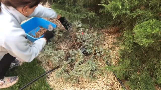 Можжевельник Блю Стар ( Blue Star). Уход за можжевельником. Подготовка к зиме.