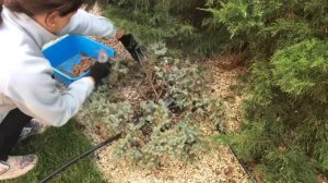Можжевельник Блю Стар ( Blue Star). Уход за можжевельником. Подготовка к зиме.