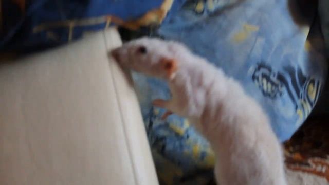 Крыса дамбо-рекс по имени Бантик! смотреть онлайн