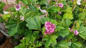 Abutilon pictum African daisies Geraniums Flowers Plant ! Galiff Street Plant Market !