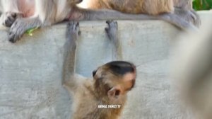 Hard Life of baby monkey that mother and Father always make love due to wanting one more baby #04