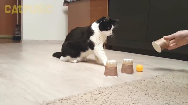 Cat plays SHELL GAME смотреть онлайн