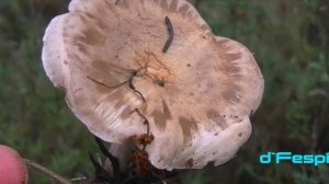 CLITOCYBE LUSCINA- Lepista Luscina- Lepista Panaeolus-- Hongos basidiomicetos-(20yT)