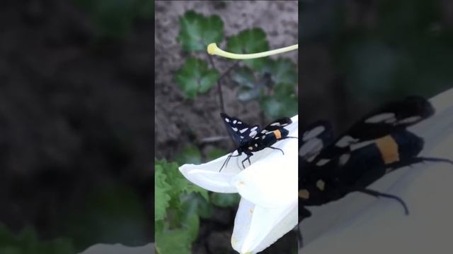 Подглядела сценку в живой природе: бабочка и паук…