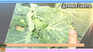 Необычные СПОСОБЫ использования ПИЩЕВОЙ СОДЫ на дачном участке Польза соды для ОГОРОДА