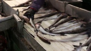 Обработка минтая, Охотское море! БМРТ "Новоульяновск". Processing pollock Okhotsk Sea! スケトウダラ処理.201