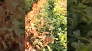 Аграрная спецтехника и трактора