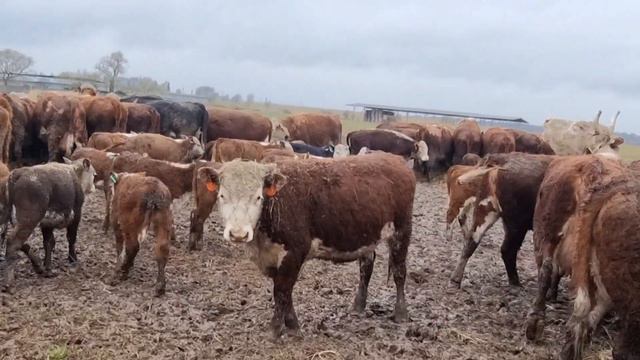 НА ПАСХУ ХРИСТОВУ ПОДКАРМЛИВАЕМ КОРОВ И ТЕЛЯТ СЕНОМ на Пастбище. 24 апреля 22г. Христос Воскресе!!! смотреть онлайн