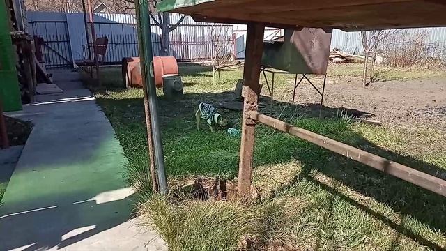 Тойтерьер мини