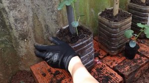 Grow Okra At Home With A Homemade Semi-Hydroponic Pot