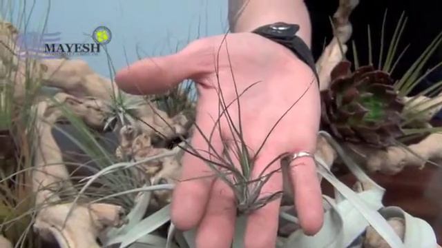April 2013 Wholesale Flower Product Showcase: Tillandsia / Air Plants {Spanish Version} смотреть онлайн