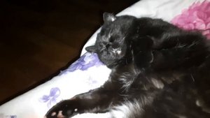 Кошка очень крепко спит / The cat sleeps very hard Eng sub