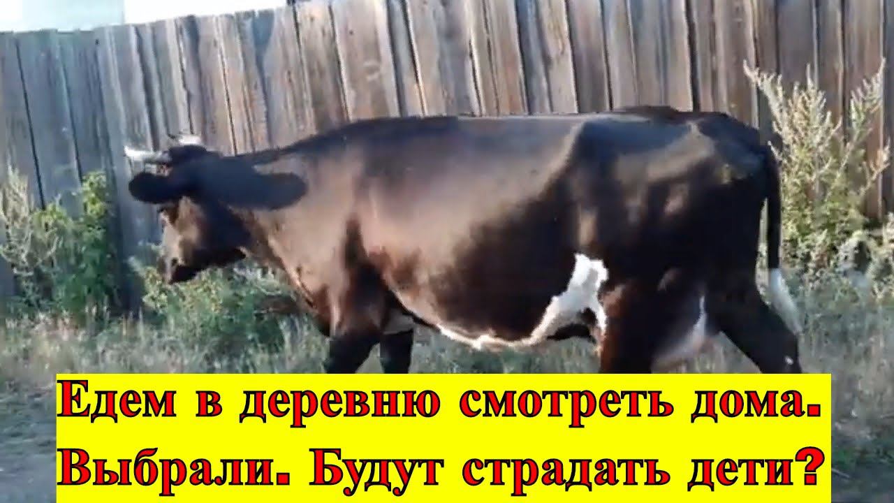 Едем в деревню смотреть дома. Выбрали? Будут страдать дети?
