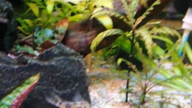 Подробный видео отзыв: лампа для аквариума - светодиодный led светильник. смотреть онлайн