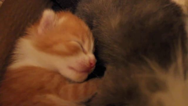 Котята зевают во сне смотреть онлайн