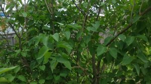 Как обрезать сирень после цветения?Снижение высоты куста привитой и корнесобственой сирени.