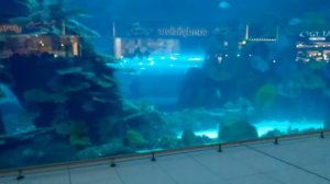 Дубай Молл Холл Огромный аквариум Aquarium Dubai Mall Эндрю Тайм