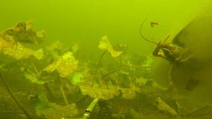 Подводная охота на щуку, раки  Прозрак космос 2020 сентябрь #spearfishing #подводнаяохота