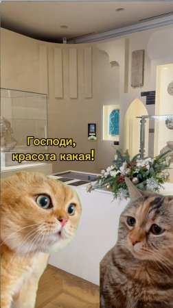 Котики в музее