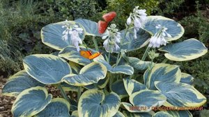 Хоста гибридная Шуга Дэдди (hosta hybrida shuga daddy) ? обзор: как сажать, саженцы хосты Шуга Дэдд