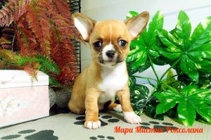Щенки породы чихуахуа из питомника РКФ "Мари Мистик" / Санкт - Петербург / Продаю щенков чихуахуа .