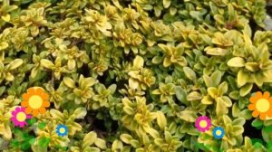 Тимьян (Чабрец) лимоннопахнущий Bertram Anderson. Краткий обзор, описание характеристик