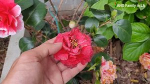 I Created a NEW Camellia Cultivar? | Camellia Hybrid Flowers | Camellia Sporting/Mutation (茶花突变)