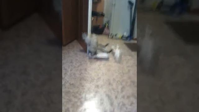 Кошка срет смотреть онлайн