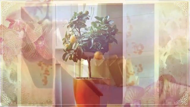 Смотрите интересное оформление дачного участка смотреть онлайн