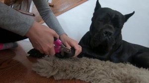 How to cut your Cane Corso's nails