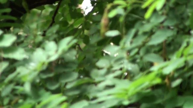 ГОЛУБИ!!! ТОЛЬКО ТАК. 28.07. 2023 г. смотреть онлайн