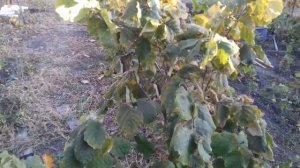 Фундук Трапезунд.Азбука сорта.