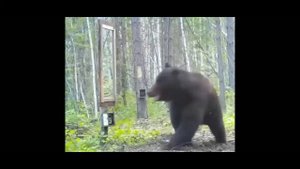 Медведь и Зеркало - В лесу Установили Зеркало Смотрите на реакцию Медведя
