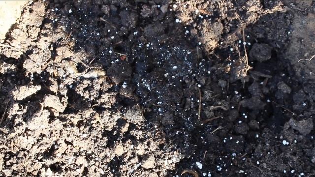 Нетрадиционные подкормки для роз - РЫБА и ГВОЗДИ. Что думаете? смотреть онлайн