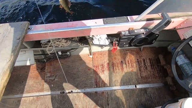 Летом на озере, ловлю хариуса на кораблик #ЛетоОзеро #ХариусКораблик #РыболовныйГид #ПогодаКарелии смотреть онлайн