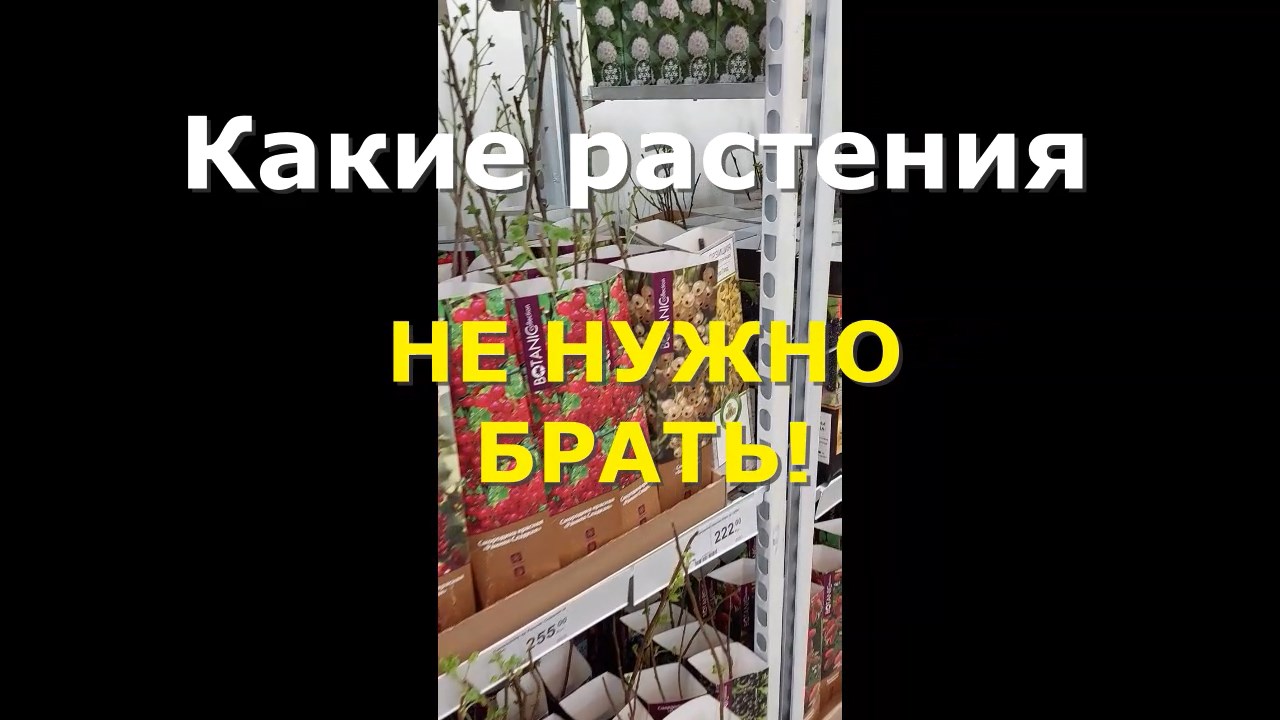 какие растения можно покупать