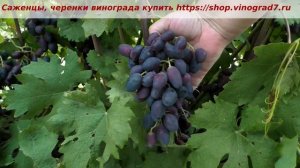 13 июля, окрашивание винограда Ромбик. Пузенко Наталья Лариасовна