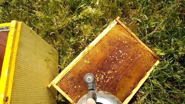 пчелы на акации + формирование отводков смотреть онлайн