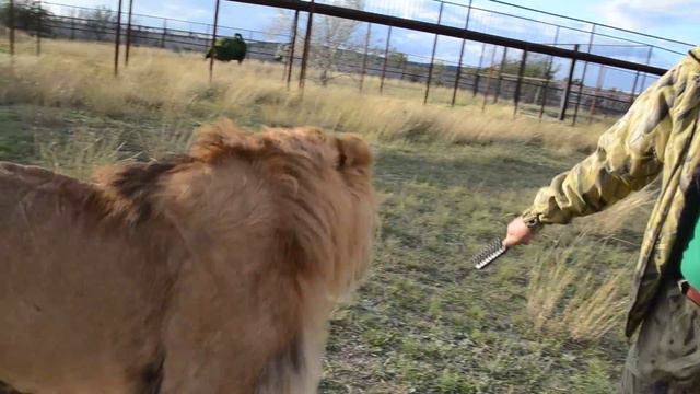 Льву Олежке сделали прическу ! смотреть онлайн