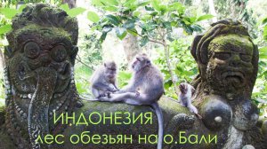 Что нельзя делать в лесу обезьян.