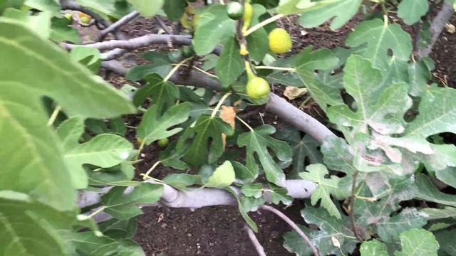 Созревание бребы на инжире сорта Зеленый и Турецкий Коричневый. смотреть онлайн